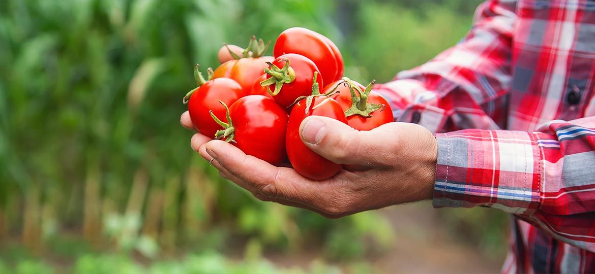 La-logística-del-gazpacho-temperatura-100%-controlada